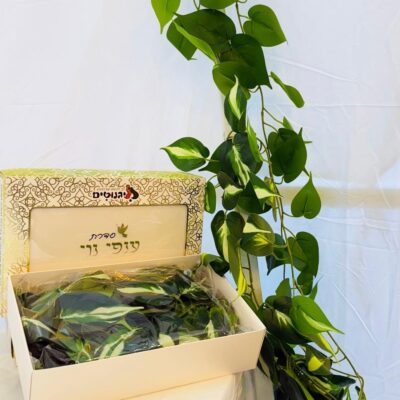 זוג עלים5 (1) Cropped