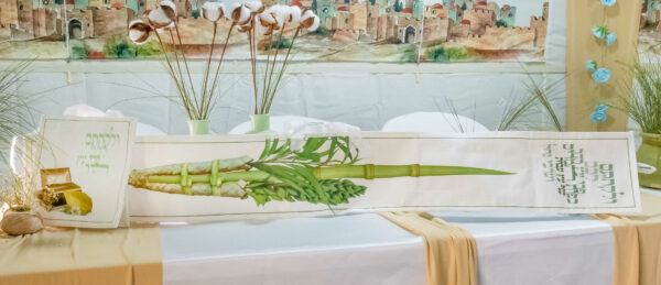סט נרתיקים ל4 מינים